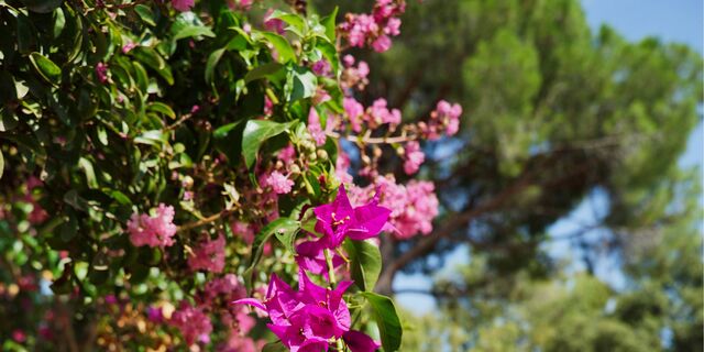 Bewonder het botanische parcours op de camping