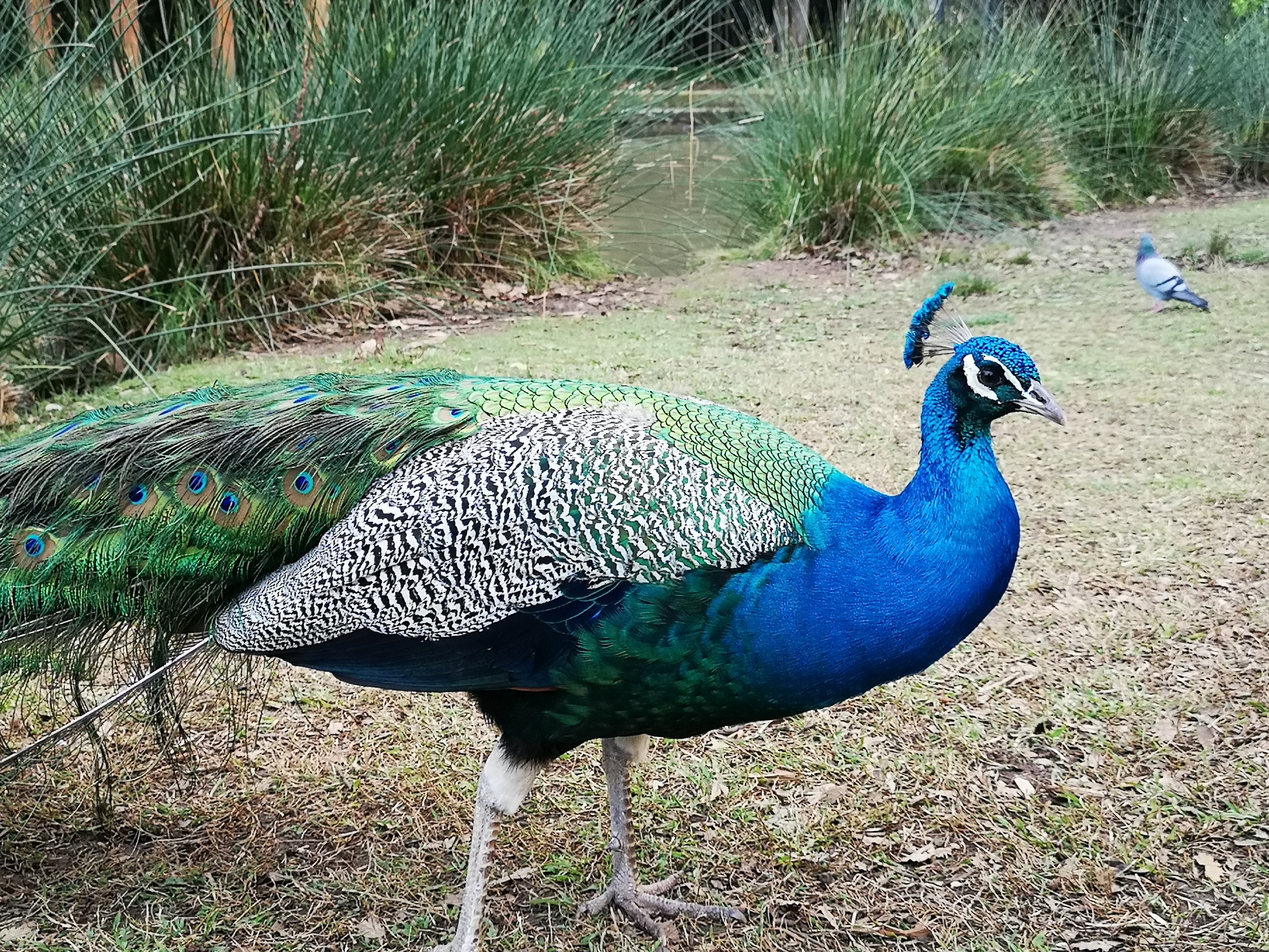 Een schitterende exotische tuin