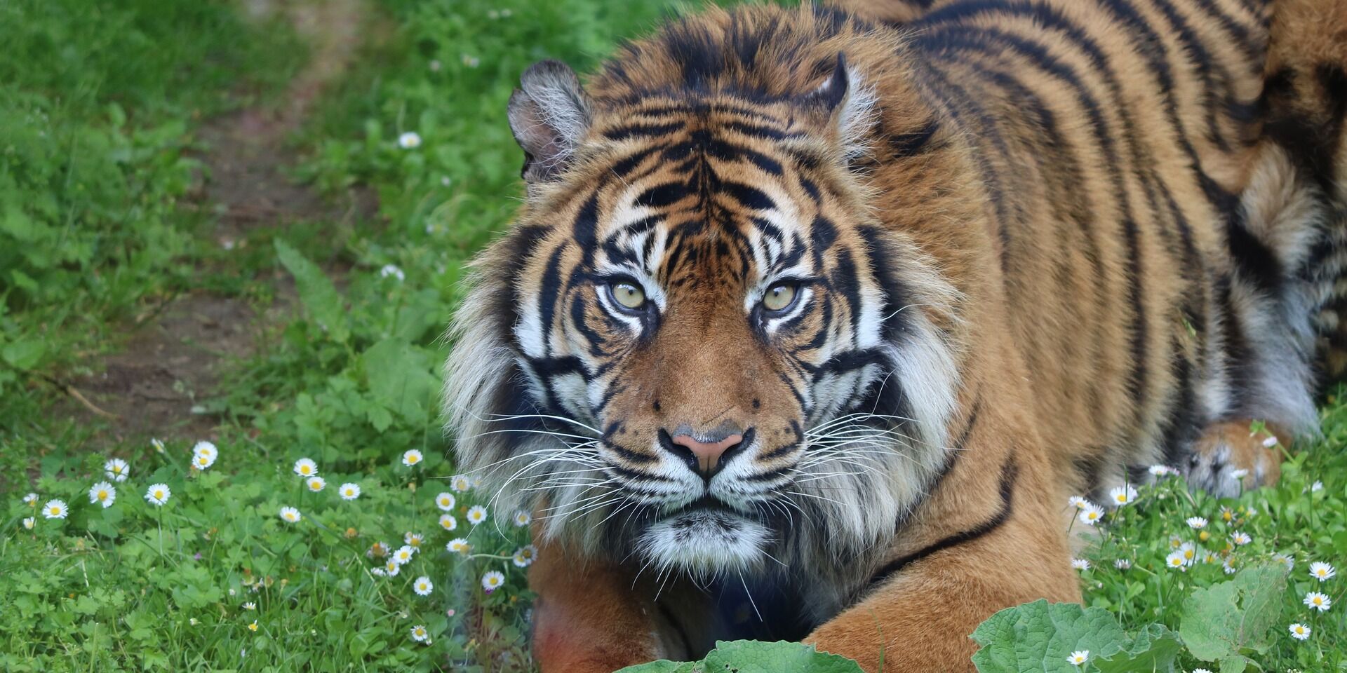 Bescherming van de wilde dieren in de natuur