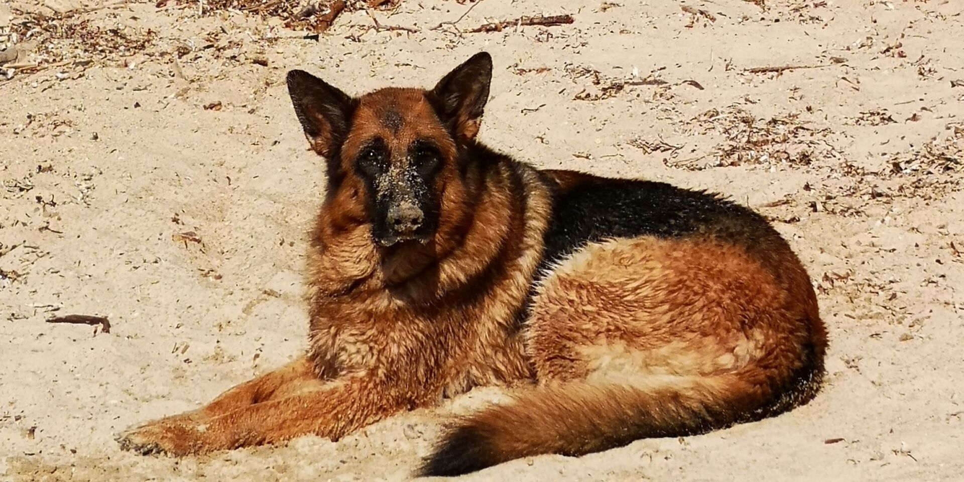 Honden toegestaan stranden Provence