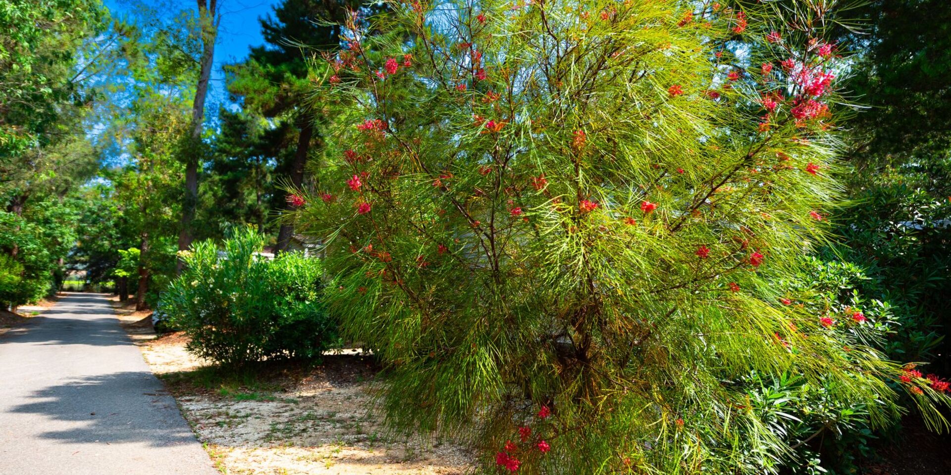 Vakantie op een camping in de natuur Hyères