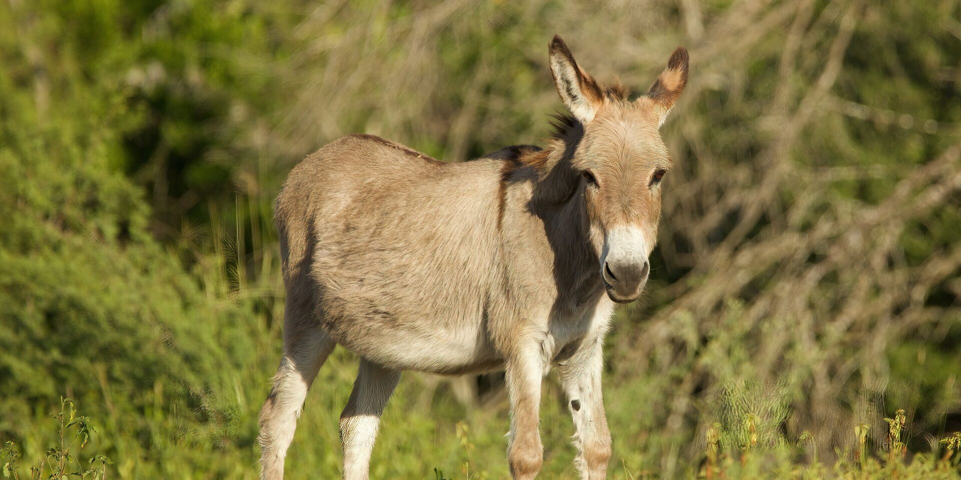 Dorpen van de Provence