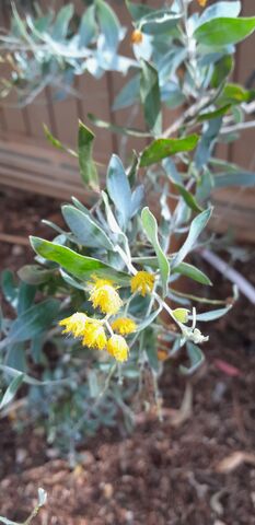 De acacia podalyriifolia is het kleine broertje van de zilveracacia.